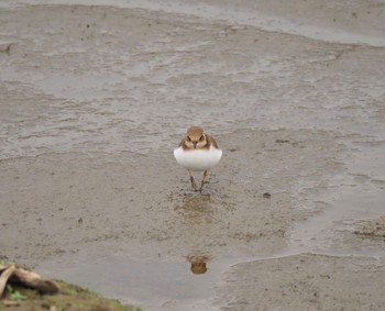 Long-billed Plover Isanuma Mon, 10/24/2022