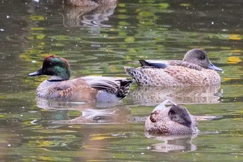 2022年10月23日(日) 東京港野鳥公園の野鳥観察記録