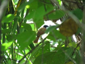 Shining Flycatcher 　ハルマヘラ島 Unknown Date