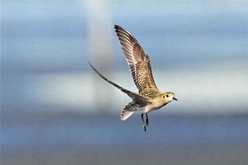 ムナグロ ふなばし三番瀬海浜公園 2022年10月23日(日)