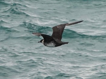 Pomarine Jaeger 八戸-苫小牧航路 Sat, 10/15/2022