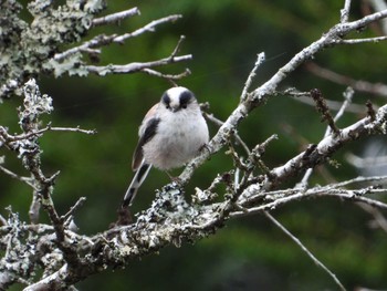 Long-tailed Tit 御胎内清宏園 Sat, 10/8/2022