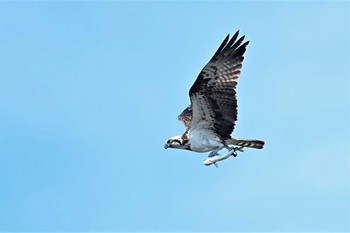 ミサゴ ふなばし三番瀬海浜公園 2022年10月23日(日)