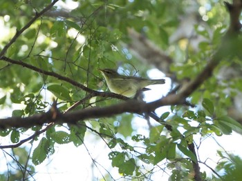 Kamchatka Leaf Warbler 淀川河川公園 Tue, 10/25/2022