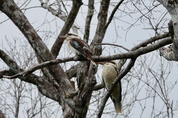 Laughing Kookaburra Black Mountain Rd(Kuranda,Australia) Sat, 10/1/2022