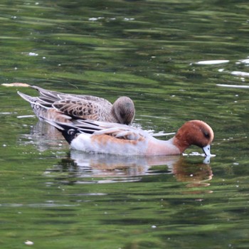 Eurasian Wigeon 北の丸公園 Mon, 10/24/2022