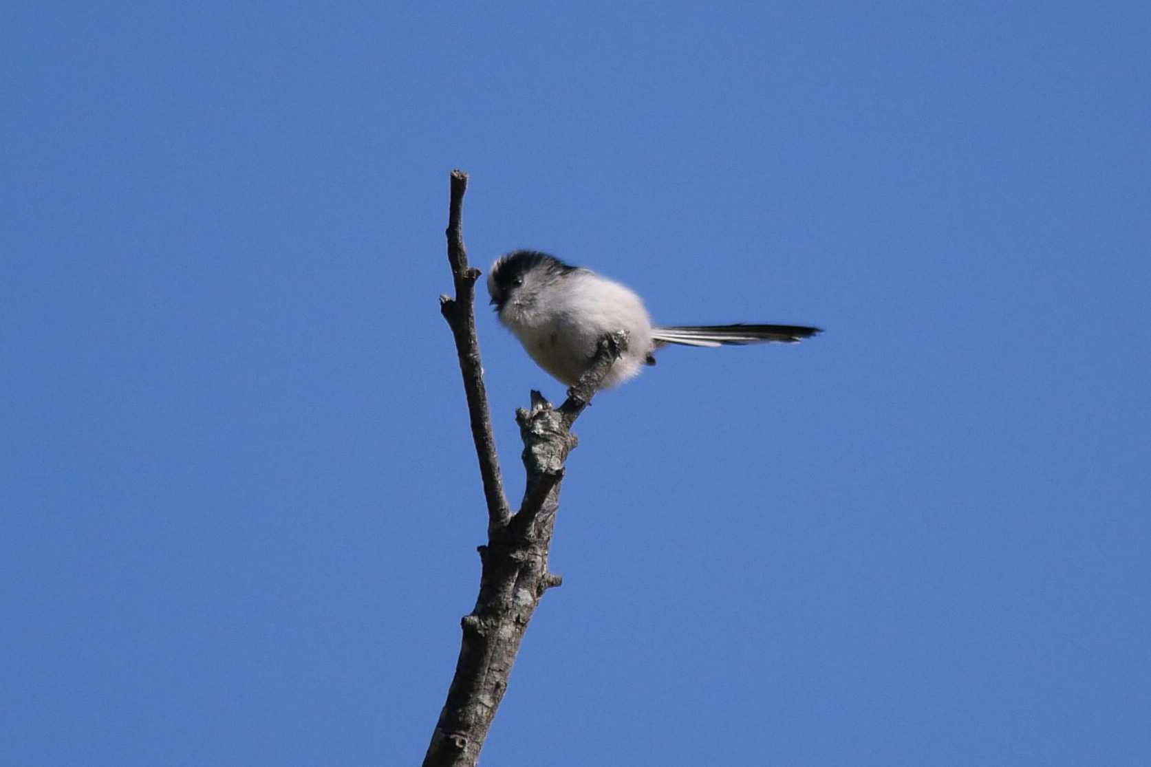 矢橋帰帆島 (滋賀県草津市) エナガの写真 by  Lapolapola Birds