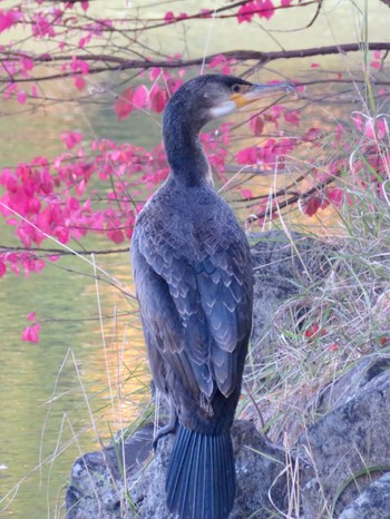 カワウ 中島公園 2022年10月25日(火)