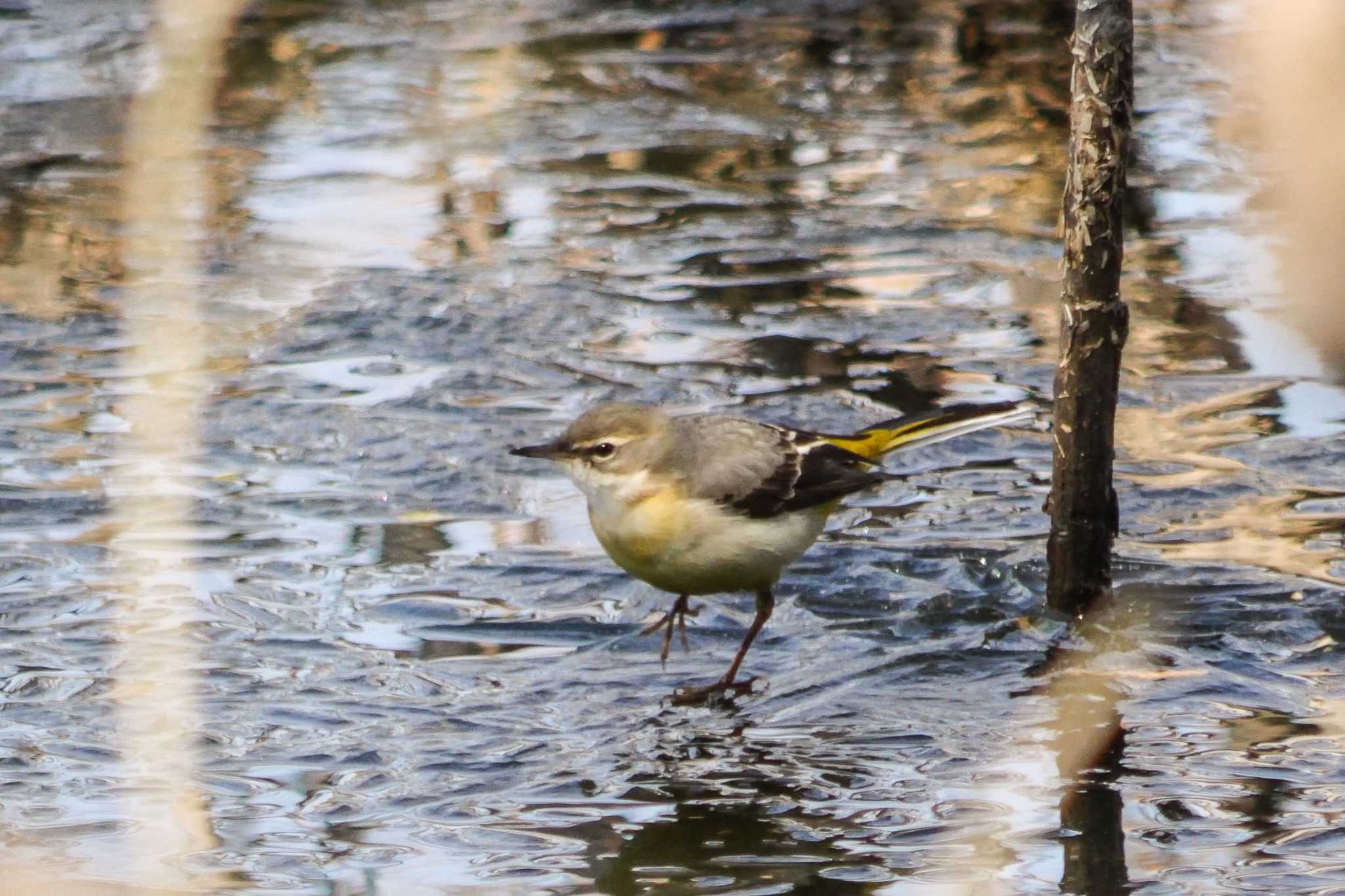 矢橋帰帆島 (滋賀県草津市) キセキレイの写真 by  Lapolapola Birds