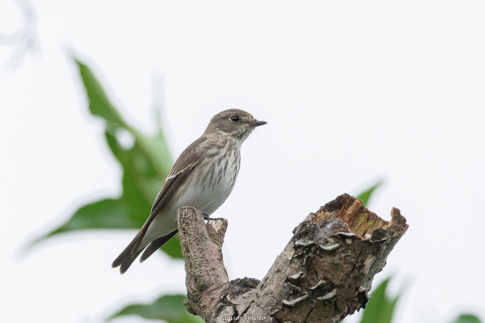 東京港野鳥公園 エゾビタキの写真 by Daison