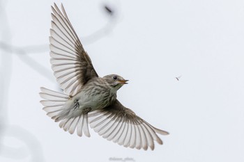 2022年10月16日(日) 東京港野鳥公園の野鳥観察記録