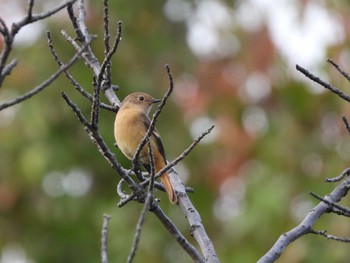 Sat, 10/22/2022 Birding report at 都市緑化植物園(大阪府豊中市寺内)