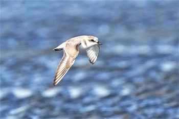 シロチドリ ふなばし三番瀬海浜公園 2022年10月23日(日)