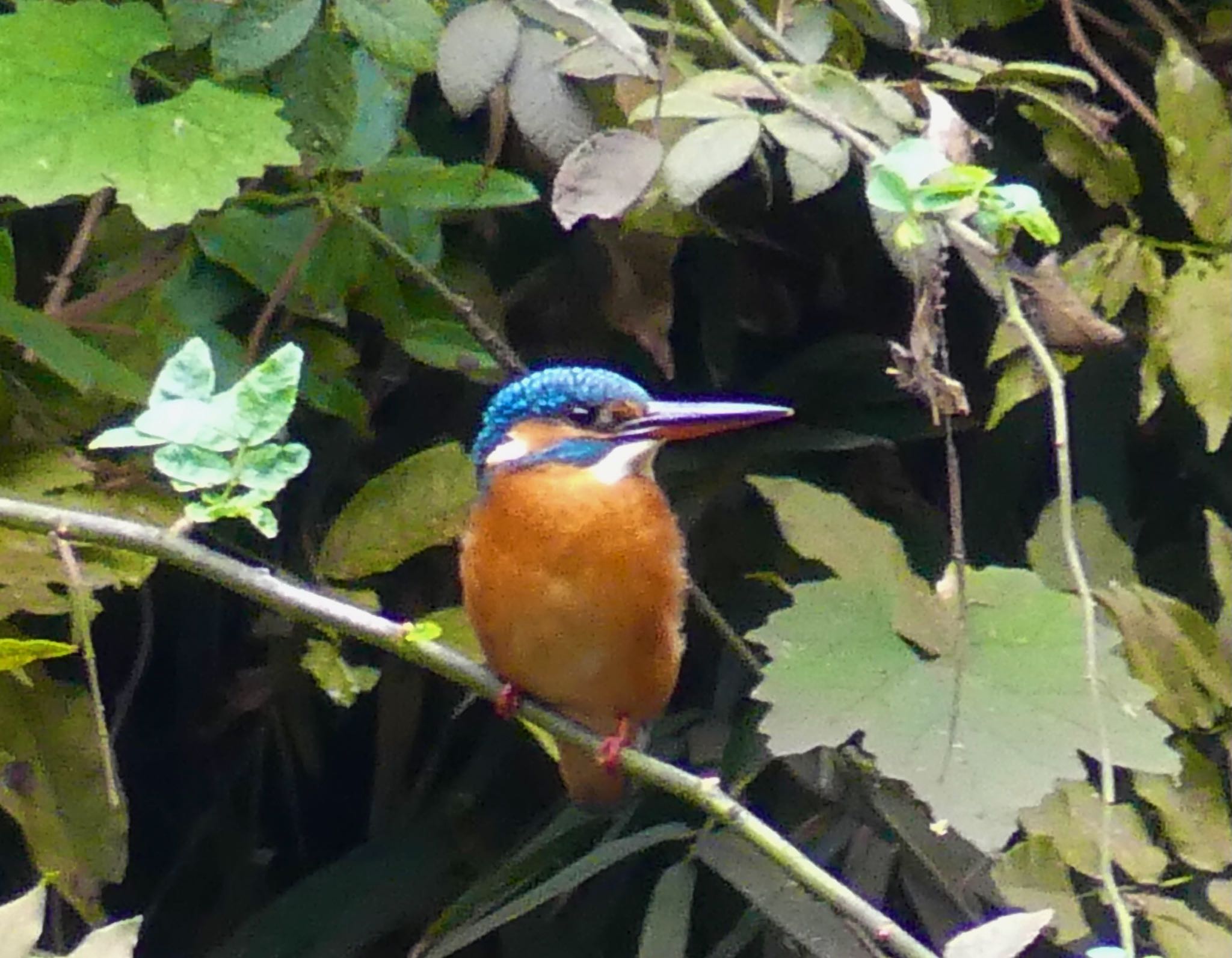 Common Kingfisher