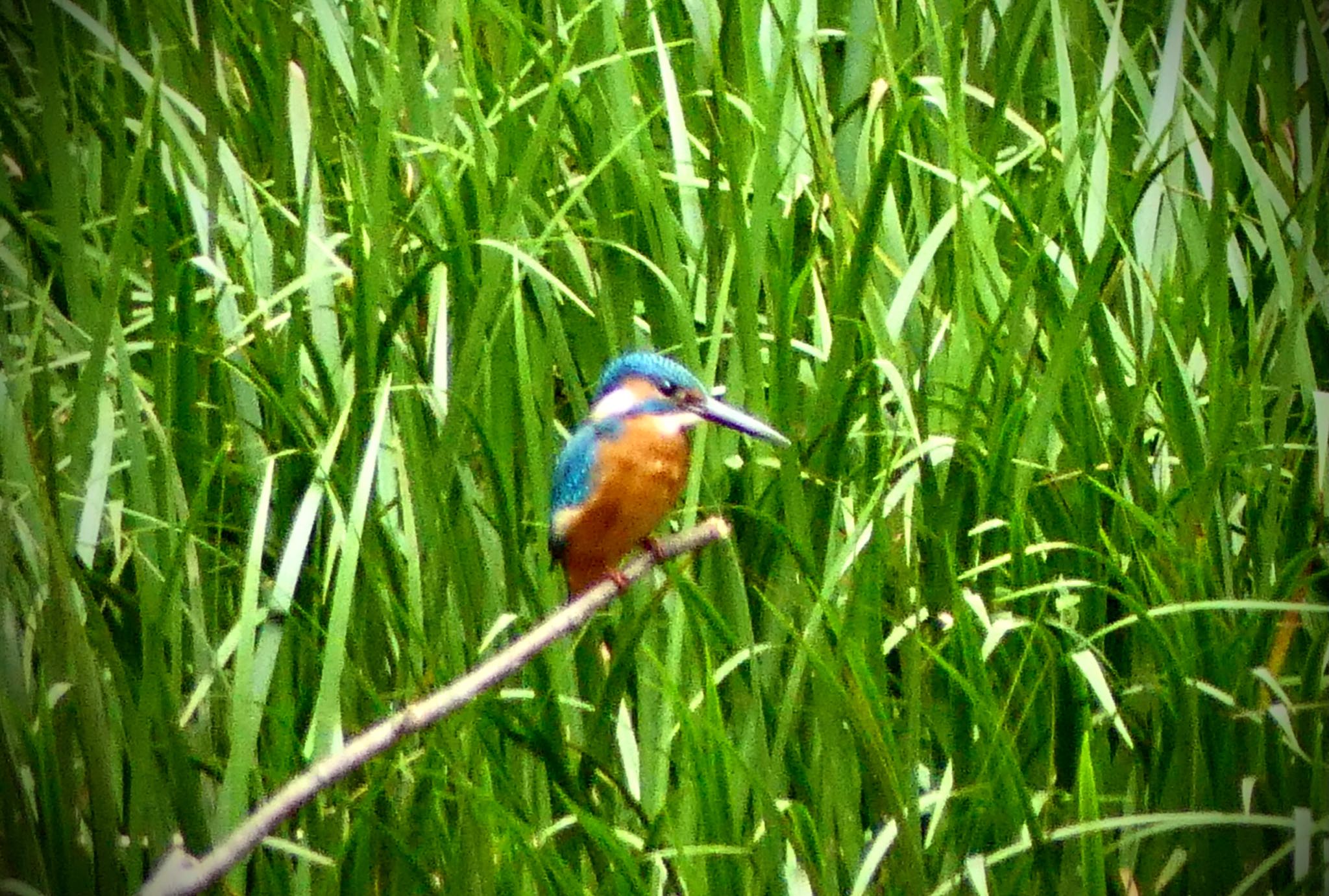 Common Kingfisher