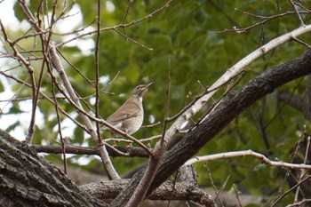 Pale Thrush 大阪府 Sat, 1/29/2022