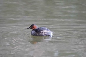 Little Grebe 大阪府 Sat, 1/29/2022