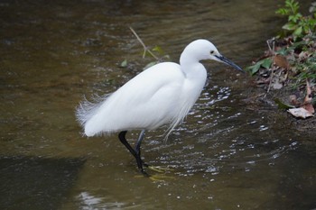 Little Egret 大阪府 Sat, 1/29/2022