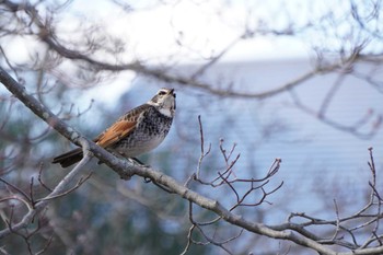 2022年2月5日(土) 大阪府の野鳥観察記録