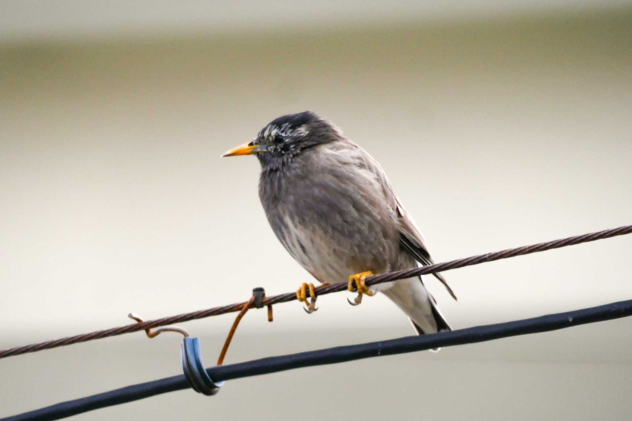 朝日町(三重) ムクドリの写真 by  Lapolapola Birds