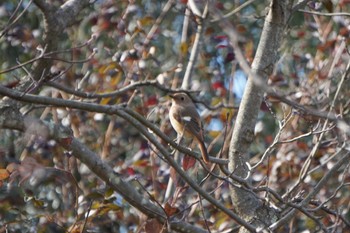 Daurian Redstart 大阪府 Sat, 2/5/2022