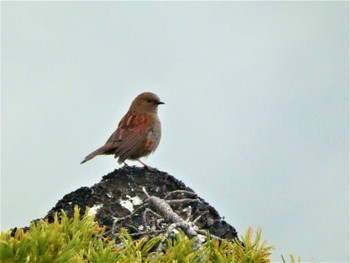 Japanese Accentor 金峰山(山梨県) Sun, 6/26/2022