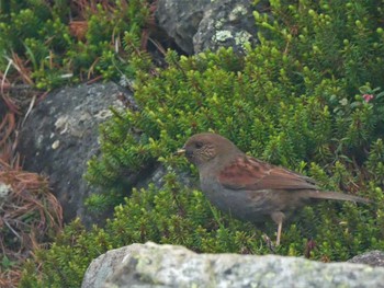 Japanese Accentor 金峰山(山梨県) Sun, 6/26/2022