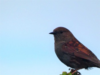 Japanese Accentor 金峰山(山梨県) Sun, 6/26/2022