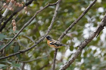 Brambling 大阪府 Sat, 2/5/2022