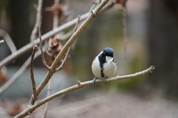 Japanese Tit 大阪府 Sat, 2/5/2022