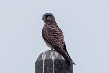 チョウゲンボウ 静岡県 2022年10月25日(火)