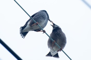 White-cheeked Starling 静岡県 Tue, 10/25/2022