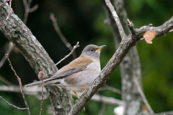 Pale Thrush 国営木曽三川公園  Thu, 2/15/2018