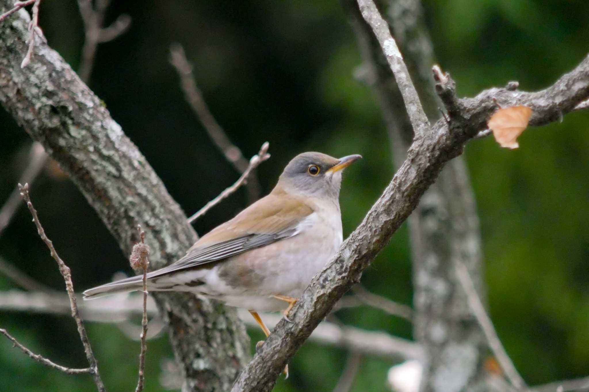 Photo of Pale Thrush at 国営木曽三川公園  by  Lapolapola Birds