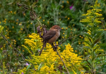 Bull-headed Shrike 静岡県 Tue, 10/25/2022