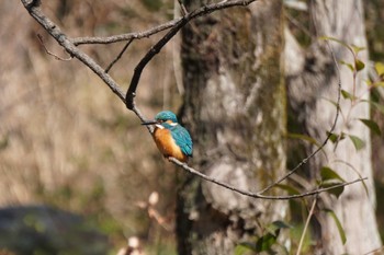 Common Kingfisher 大阪府 Fri, 2/11/2022