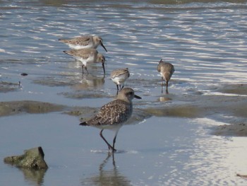 2022年10月23日(日) 藤前干潟の野鳥観察記録