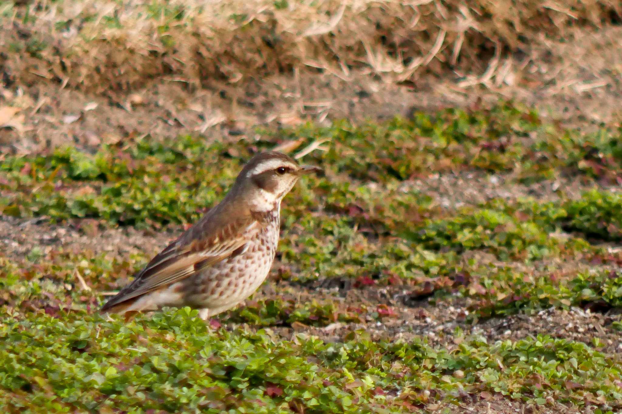 Photo of Dusky Thrush at 国営木曽三川公園  by  Lapolapola Birds