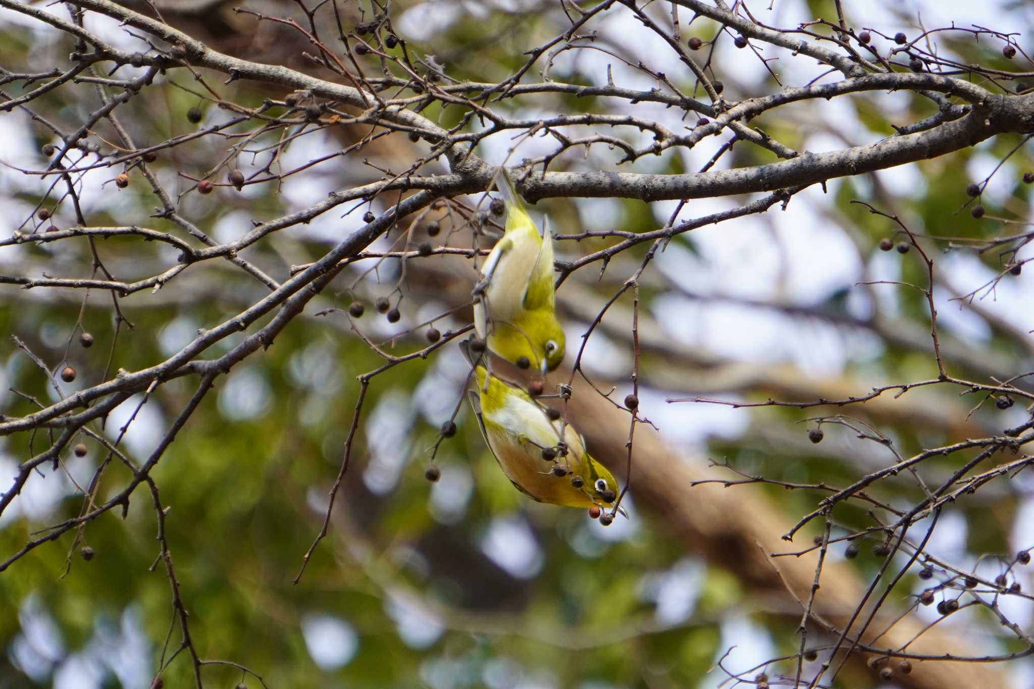 Photo of Warbling White-eye at 大阪府 by jasmine