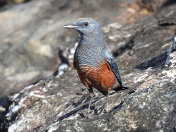 Blue Rock Thrush 沖縄県 Thu, 10/20/2022