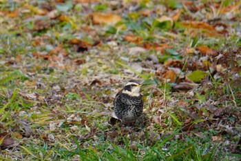 Dusky Thrush 大阪府 Sat, 2/12/2022