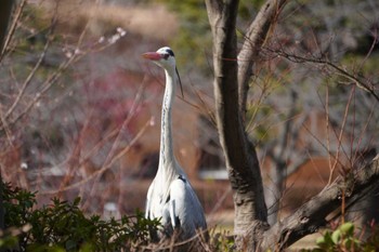 アオサギ 大阪府 2022年2月12日(土)