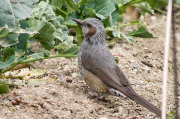 Brown-eared Bulbul 国営木曽三川公園  Thu, 2/15/2018