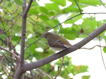 キビタキ 秋ヶ瀬公園(ピクニックの森) 2022年10月25日(火)