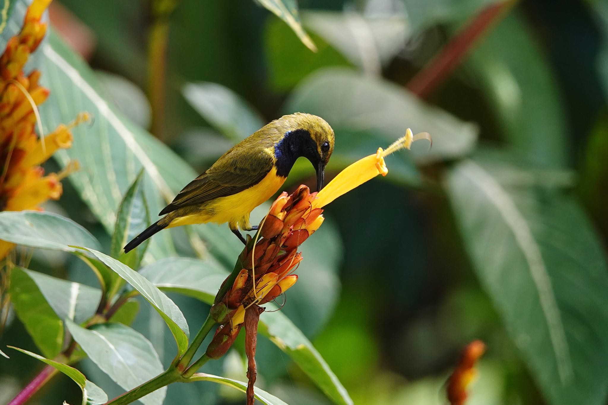 Black Mountain Rd(Kuranda,Australia) キバラタイヨウチョウの写真 by のどか