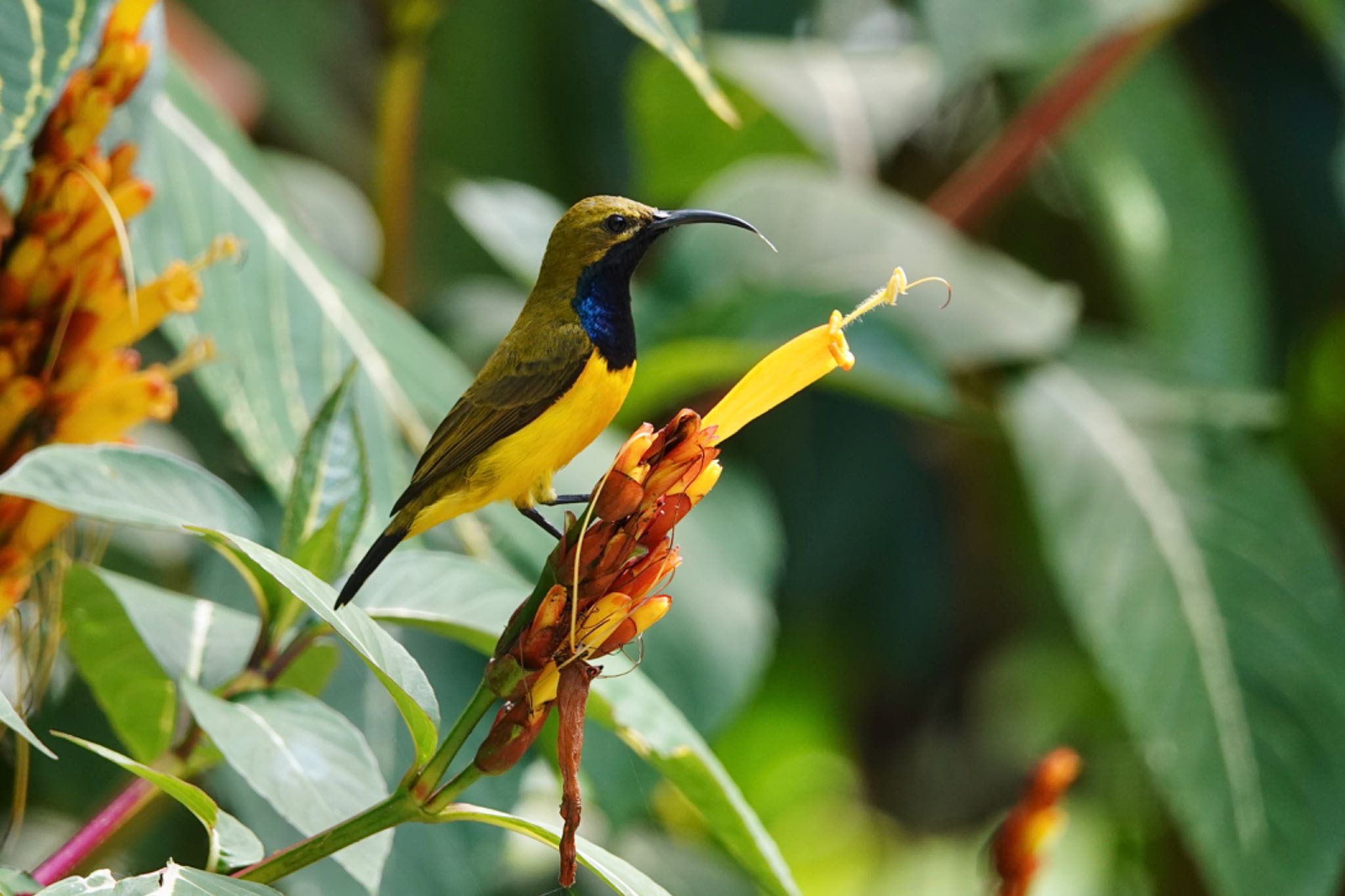 Ornate Sunbird