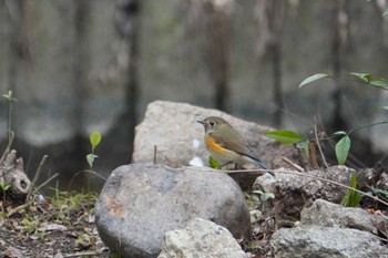 Red-flanked Bluetail 大阪府 Sat, 2/19/2022