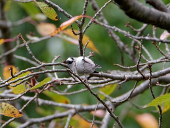 Long-tailed Tit 横浜市立金沢自然公園 Tue, 10/25/2022