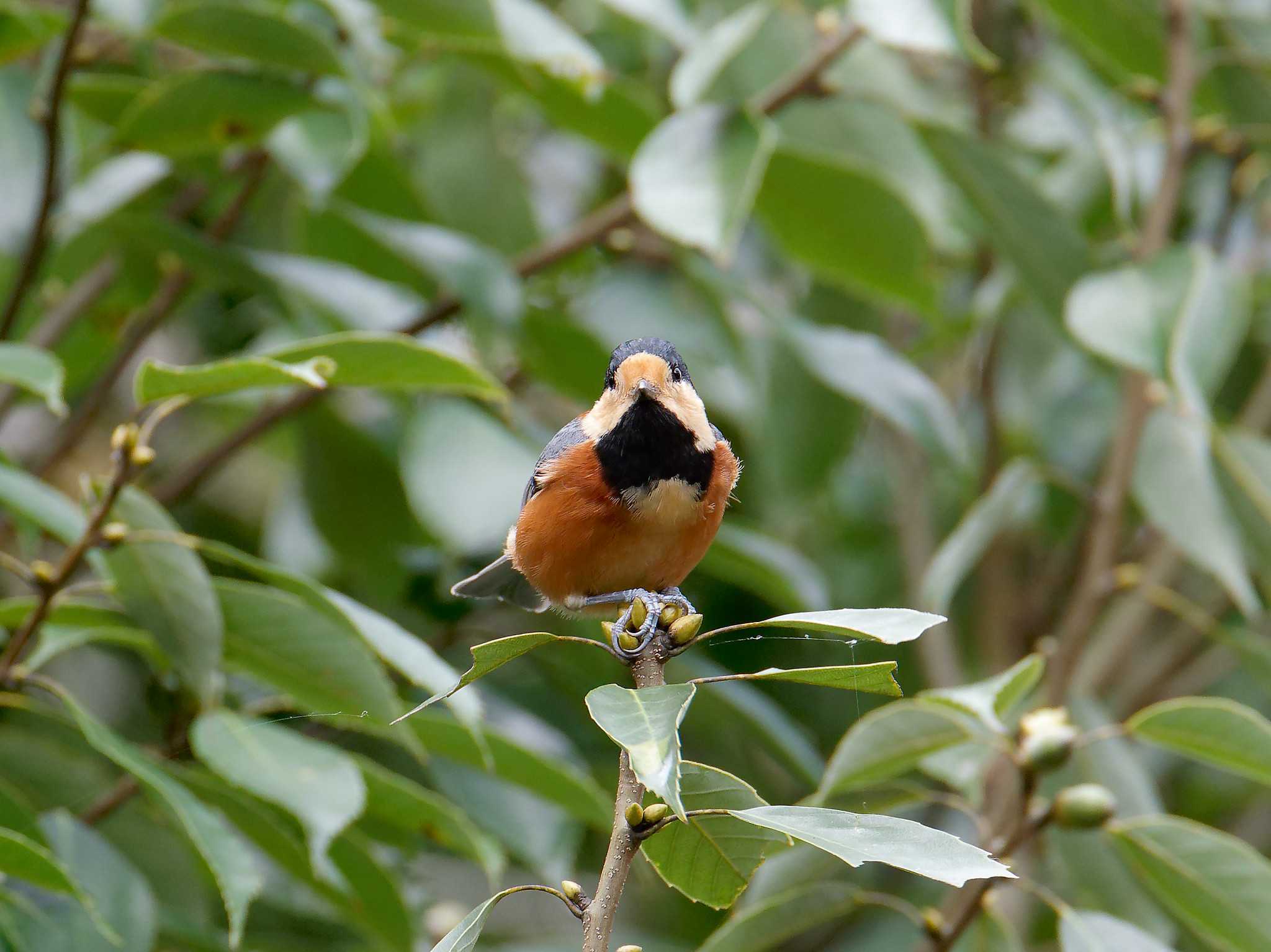 Photo of Varied Tit at 横浜市立金沢自然公園 by しおまつ