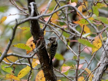 Japanese Pygmy Woodpecker 横浜市立金沢自然公園 Tue, 10/25/2022